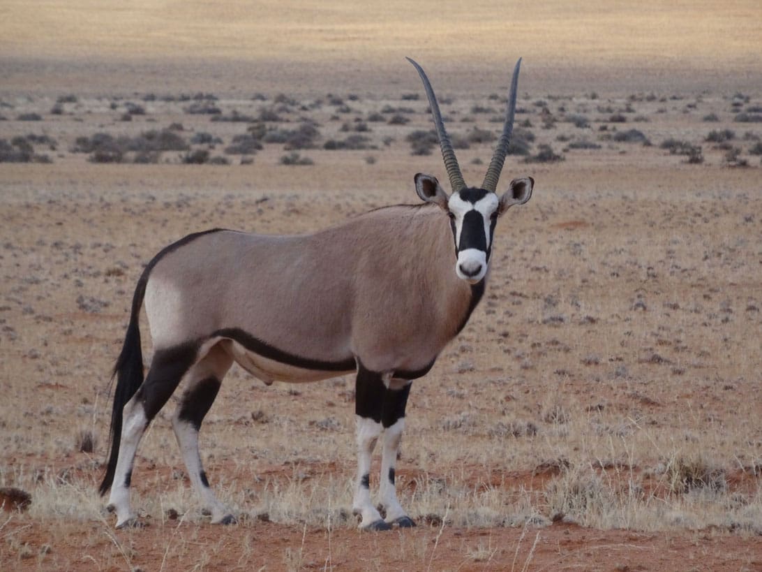 Oryx-Namibia-mit-Kinderaugen-Familienreise-–-14-tägige-Safari