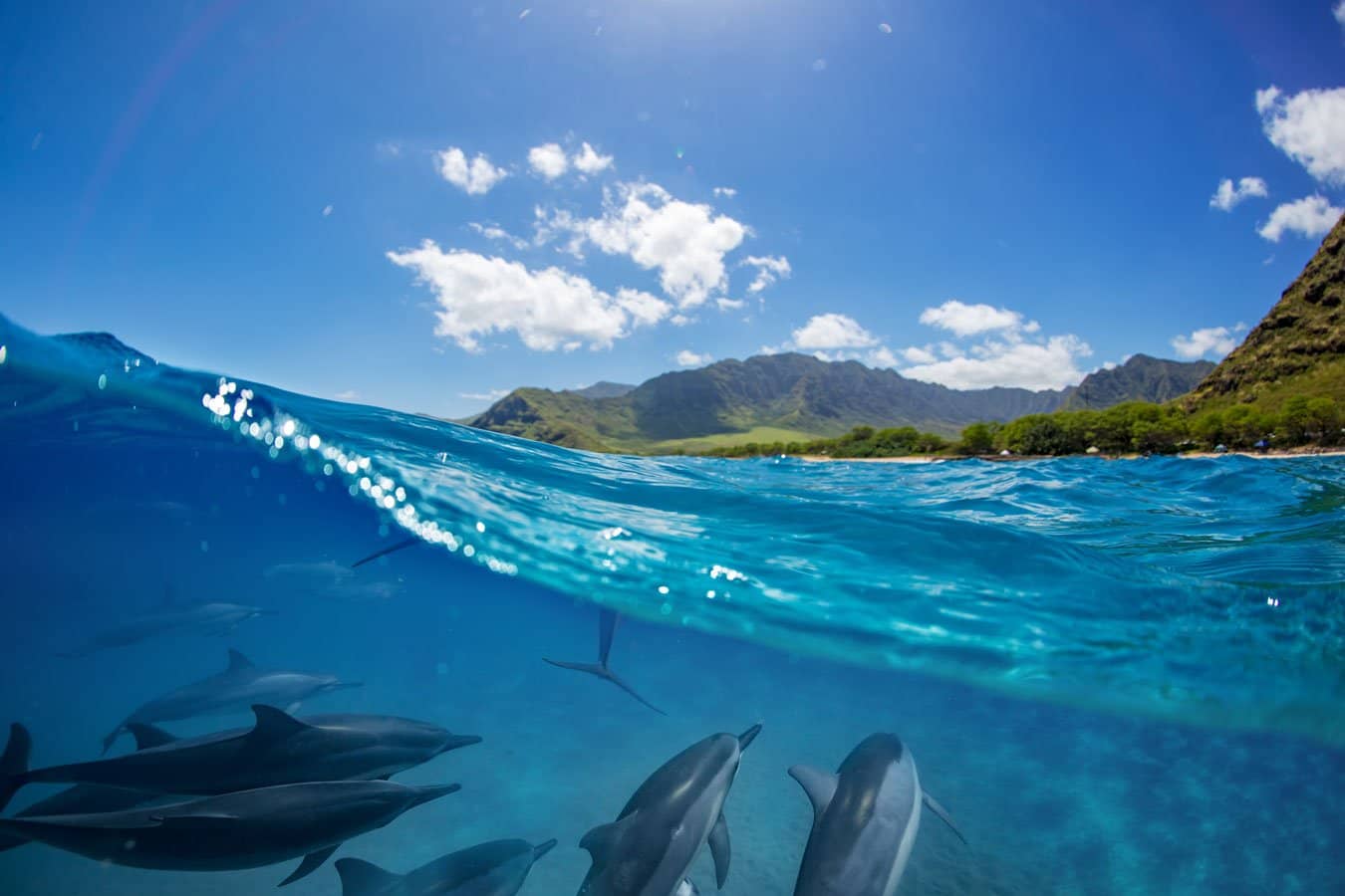 dolphins-reunion-island-gate-to-africa