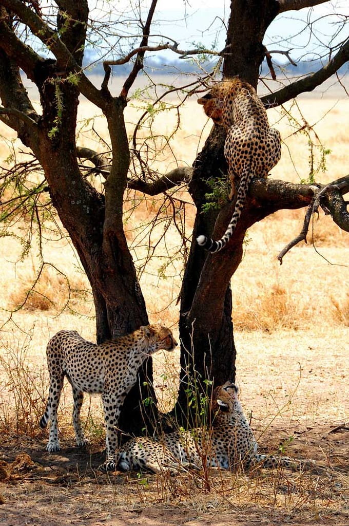 Eindrucksvolles-Tansania-5-tägige-Lodge-Safari,-ab-1.630€