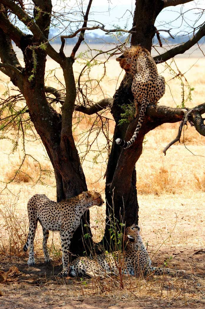Eindrucksvolles-Tansania-5-tägige-Lodge-Safari,-ab-1.630€
